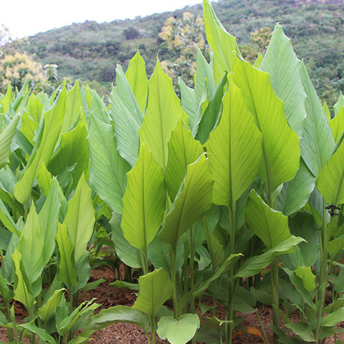 turmerici-mathale-est